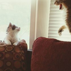 Cats on cushions against window