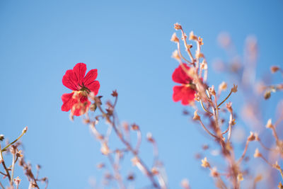 Low angle view of pink flowers blooming against clear sky