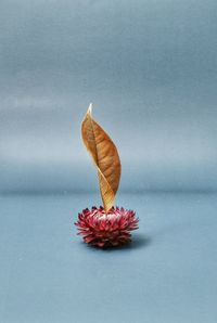 Close-up of red flower floating on water against white background