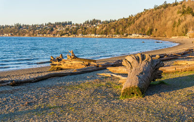 A landscape shot of a tree stump and the ocean at seahurst beach park in burien, washington.