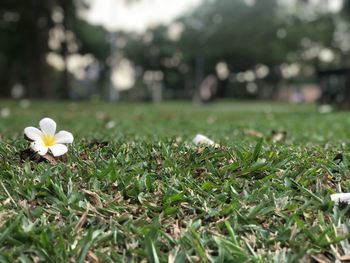 Close-up of flowers blooming on field