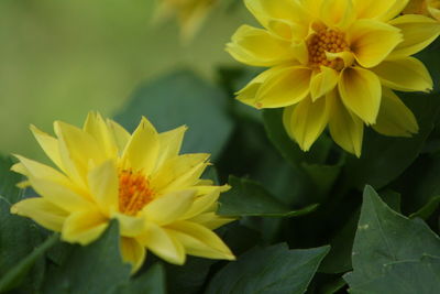 Close-up of yellow flowering plant