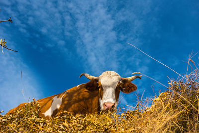 Low angle portrait of cow standing on field against sky