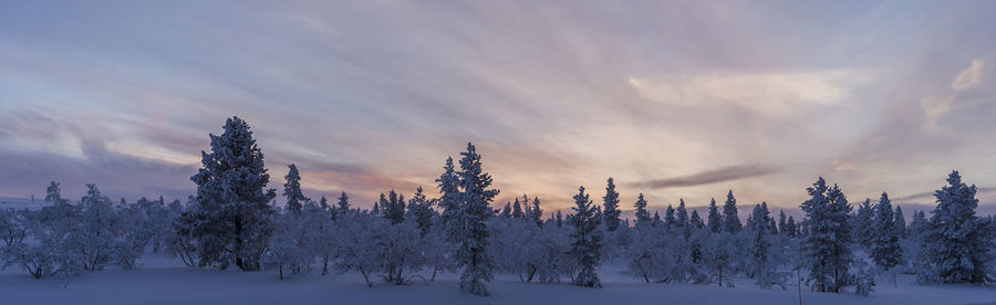 Trees on snow covered land against sky