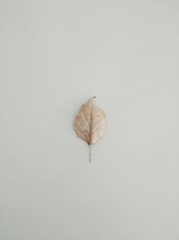 Close-up of dry leaves on white background