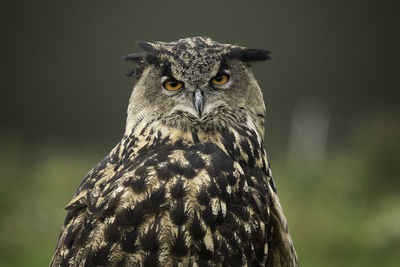 Close-up portrait of owl perching outdoors