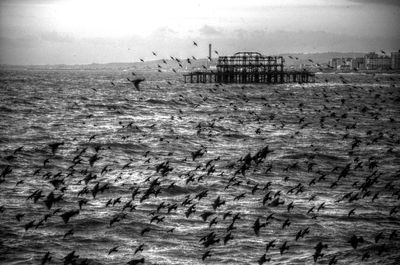 Birds flying over sea