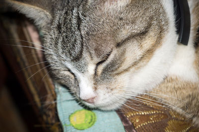 Close-up of cat with ball