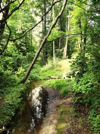 Stream amidst trees in forest