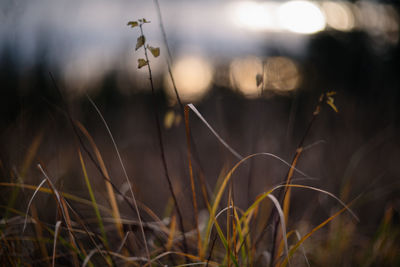 Close-up of crops on field during sunset