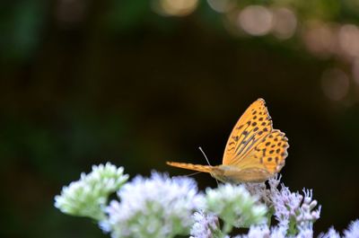 Close-up of butterfly pollinating on flower