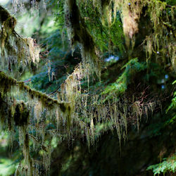 Close-up of moss growing on tree trunk