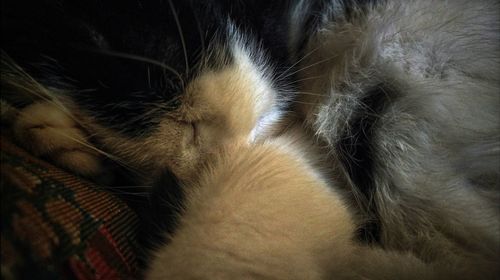 Close-up of cat sleeping