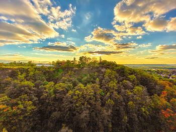 Plants growing on land against sky during sunset