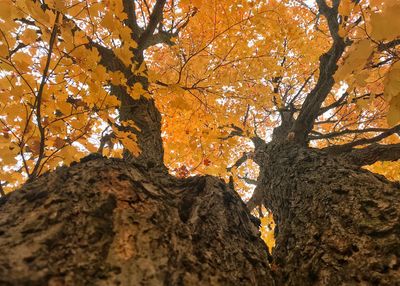 Low angle view of tree against sky