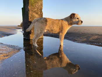 View of a dog on beach