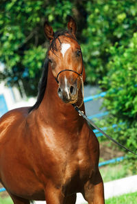 Close-up of horse against trees