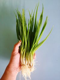 Cropped hand of person holding scallions against wall