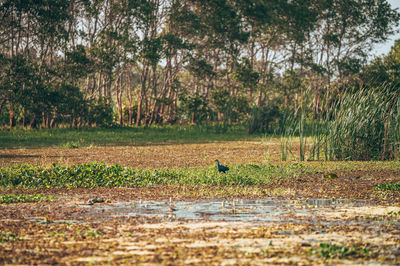 Scenic view of field