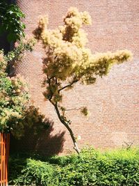 Plants growing against brick wall of building