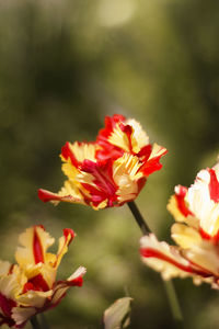 Close-up of red flowering plant