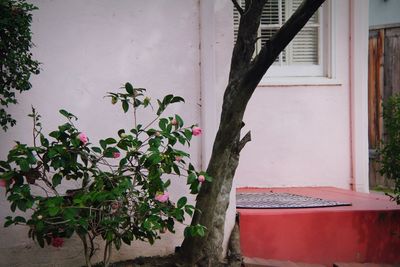 Close-up of plant against house