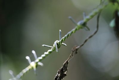 Close-up of lizard on plant