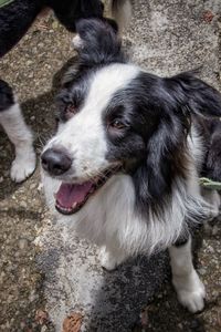 High angle view of dog looking away