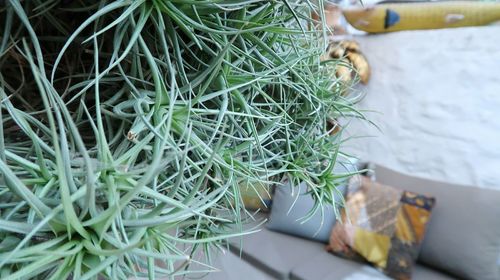 High angle view of potted plant on table