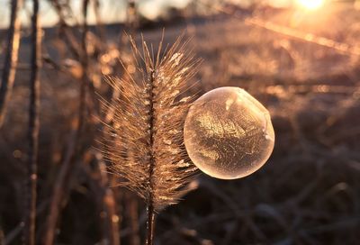 Close-up of bubble on plant during sunset