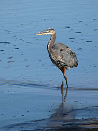 Bird on a lake