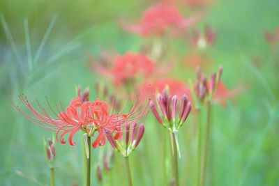 Close-up of red flowers