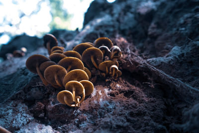 Mushrooms growing on a dead, rotten tree stump in forest. late summer scenery in woodlands.