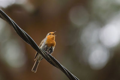 Close-up of bird perching on twig