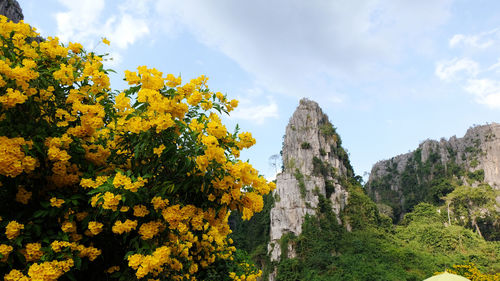 Low angle view of flowering plants and trees against sky