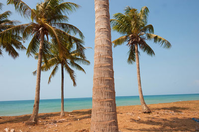 Palm trees on beach against sky