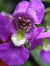 Close-up of purple flower blooming outdoors