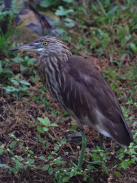 Close-up of bird on field