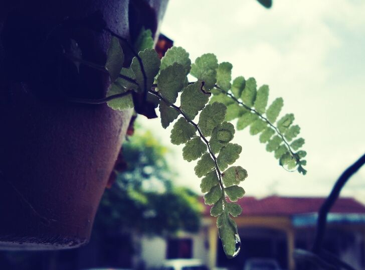 focus on foreground, leaf, close-up, plant, growth, nature, fragility, freshness, branch, green color, sky, stem, potted plant, day, tree, outdoors, selective focus, beauty in nature, no people, sunlight