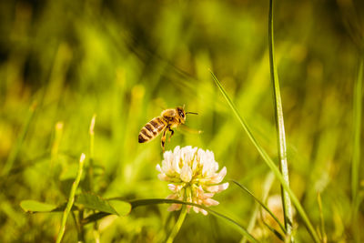 Close-up of bee pollinating on flower