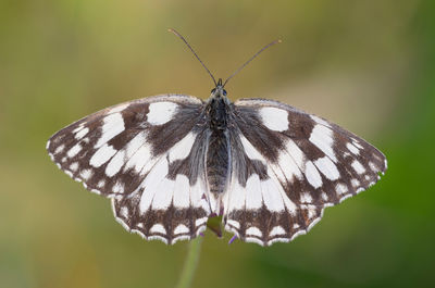 Close-up of butterfly on plant