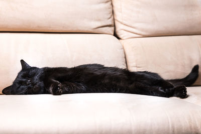 Close-up of cat sleeping on sofa at home