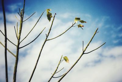 Low angle view of flowering plants against sky