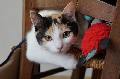 Close-up portrait of cat