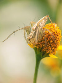 Close-up of insect pollinating flower