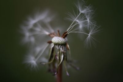 Close-up of dandelion against blurred background