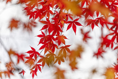 Low angle view of maple leaves on tree during autumn