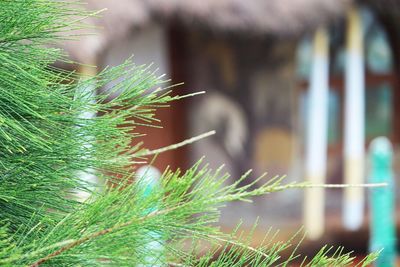 Close-up of grass growing on tree