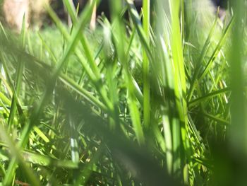 Close-up of grass growing on field