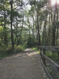 Road amidst trees in forest